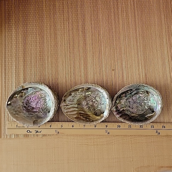 Lot of 3 Large Abalone Shell - Picture 3 of 4